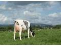 vaca-lechera-small-0