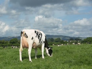 vaca-lechera