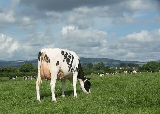 vaca-lechera-big-0