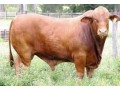 ganado-de-carne-small-0