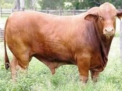 ganado-de-carne