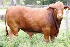 ganado-de-carne-big-0
