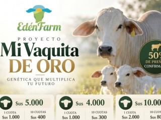Venta de Mi Vaquita de Oro en Santa Cruz de la Sierra - El Rey del Ganado